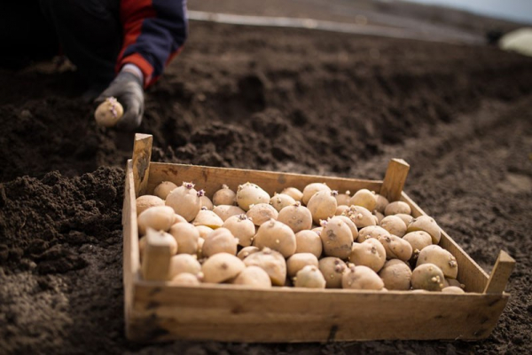 В чем секрет богатого урожая картофеля сорта Невский